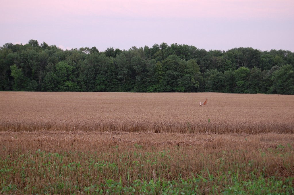 We counted 10 deer in the field!
