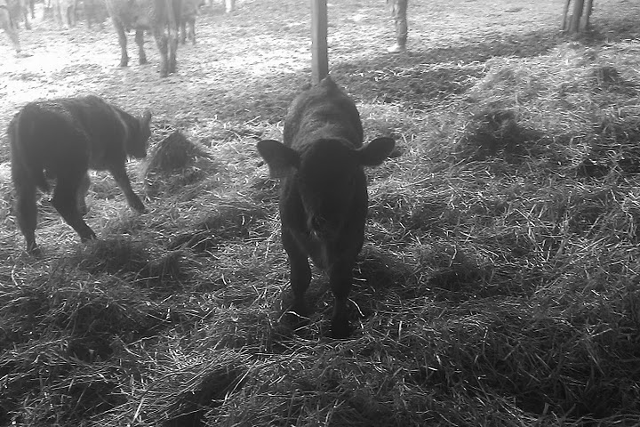 The Calves were hunting for easter eggs in their fresh straw this morning